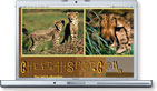 www.cheetahspot.com